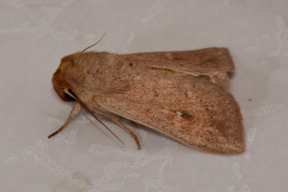 Noctuidae - Mythimna (Hyphilare) ferrago